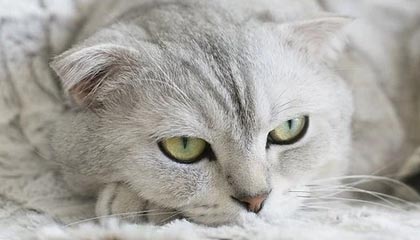 kaiyun-中国足球协会超级杯球票开售